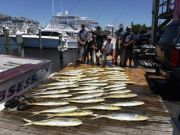 Pirate's Cove Marina, Mahi Mahi Mahi!!