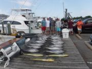 Pirate's Cove Marina, Yellowfin Madness @ Pirate's Cove