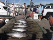 Pirate's Cove Marina, More and more Tuna!