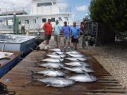 Pirate's Cove Marina, Tuna Tuna Tuna!