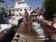 Pirate's Cove Marina, Tuna and Billfish!