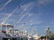 Pirate's Cove Marina, Released Marlins!