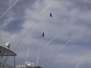 Pirate's Cove Marina, Marlin Fever