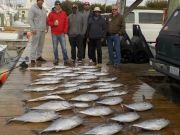 Pirate's Cove Marina, Tuna Today....