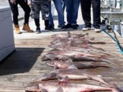 Pirate's Cove Marina, Yellowfin and Dog Shark