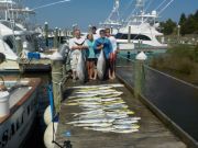 Pirate's Cove Marina, Shark Bait say What?