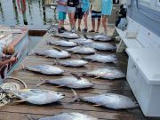 Pirate's Cove Marina, Yellowfin Fever