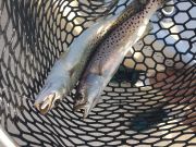 T-Time Charters, Twin speckled trout on the harvest rig