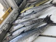 Wanchese Marina, Wanchese Marina Fishing Report