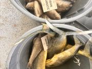 Wanchese Marina, Wanchese Marina Fishing Report