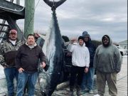 Pirate's Cove Marina, The Bluefin Bite is Happening!