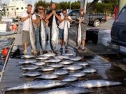 Pirate's Cove Marina, Fish Taco Tuesday!