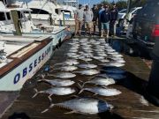 Pirate's Cove Marina, Tuna Tuesday!