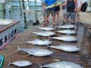 Pirate's Cove Marina, Thursday's Catch!!