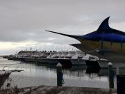 Pirate's Cove Marina, No Fishing Today