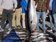 Pirate's Cove Marina, Tuna Time..