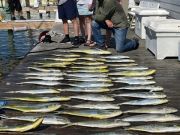 Pirate's Cove Marina, Thursday’s Catch!