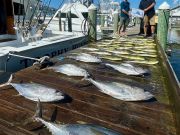 Pirate's Cove Marina, Tuesdays are for Fish Tacos!