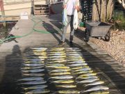 Pirate's Cove Marina, The Fish so Nice, They Named it Twice!