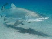 North Carolina Aquarium on Roanoke Island, Shark Exhibit Tour