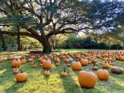 Halloween Island, Pumpkin Patch Saturdays at Island Farm