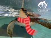 North Carolina Aquarium on Roanoke Island, Artic Animals Day Camp