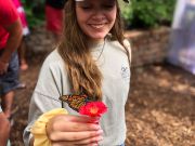 Elizabethan Gardens, Butterfly House Release