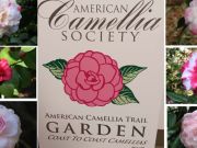 Elizabethan Gardens, Camellia Tours