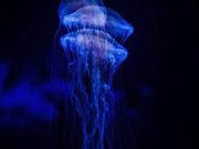 North Carolina Aquarium on Roanoke Island, Deep Sea Chills & Thrills Day Camp