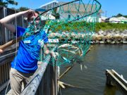 North Carolina Aquarium on Roanoke Island, Let's Go Crabbing!