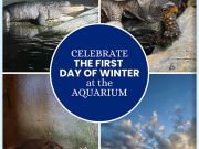 North Carolina Aquarium on Roanoke Island, First Day of Winter Celebration