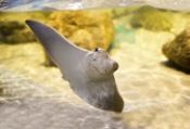 North Carolina Aquarium on Roanoke Island, Breakfast with the Rays