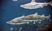 North Carolina Aquarium on Roanoke Island, Aquarist for a Day