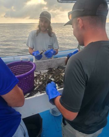 Risky Business Shrimping & Crabbing Charters, The Shrimp are Here!
