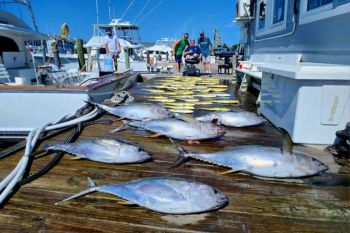 Pirate's Cove Marina, Take it to the Limit!