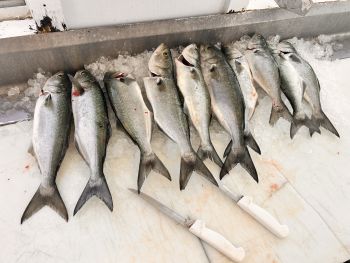 Wanchese Marina, Wanchese Marina Fishing Report