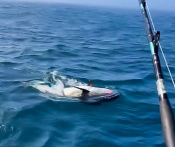 Wanchese Marina, Spring Fishing is Heating Up