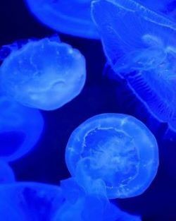 North Carolina Aquarium on Roanoke Island, Behind the Scenes: Jellies