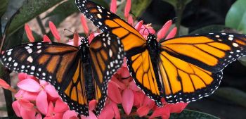 Elizabethan Gardens, Butterfly House Release