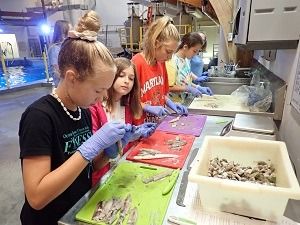 North Carolina Aquarium on Roanoke Island, Junior Aquarist Day Camp