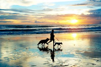 KEES Vacations, Pets Stay Free