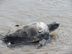 Green Sea Turtle Release