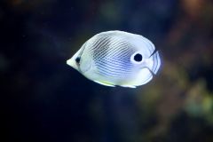 North Carolina Aquarium on Roanoke Island photo