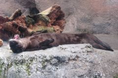 Sleepy river otter