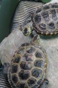 Diamondback Terrapins