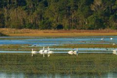 Alligator River National Wildlife Refuge photo