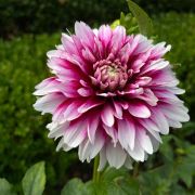 Elizabethan Gardens photo