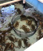 Outland Seafood photo