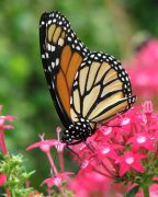 Elizabethan Gardens photo