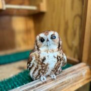 North Carolina Aquarium on Roanoke Island photo